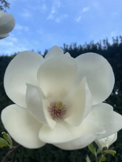 Magnolia Lennei Alba
